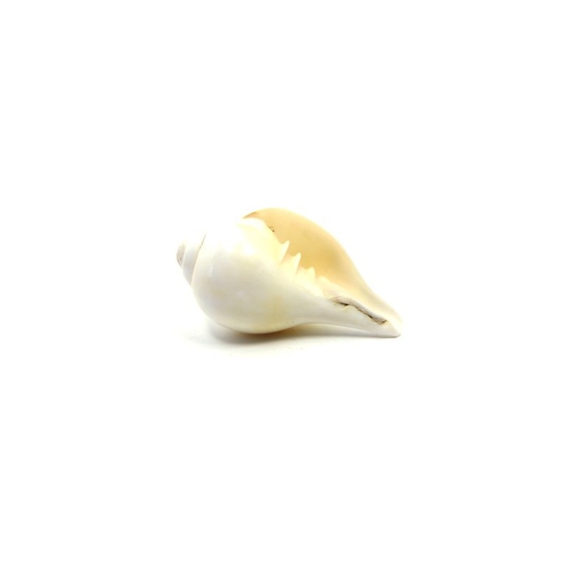 Conque blanche bouddhiste Conque blanche bouddhiste