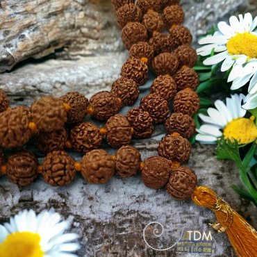Mala Rudraksha Véritable -...