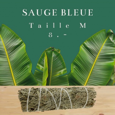 Sauge bleue Amérindienne
