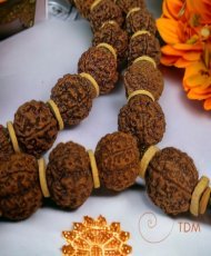Mala Rudraksha Véritable...